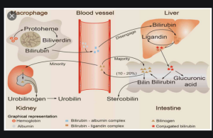 How to Manage and Treat the Elevated Bilirubin in addition to Phototherapy