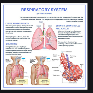 Organs of the Respiratory System and Respiratory Health